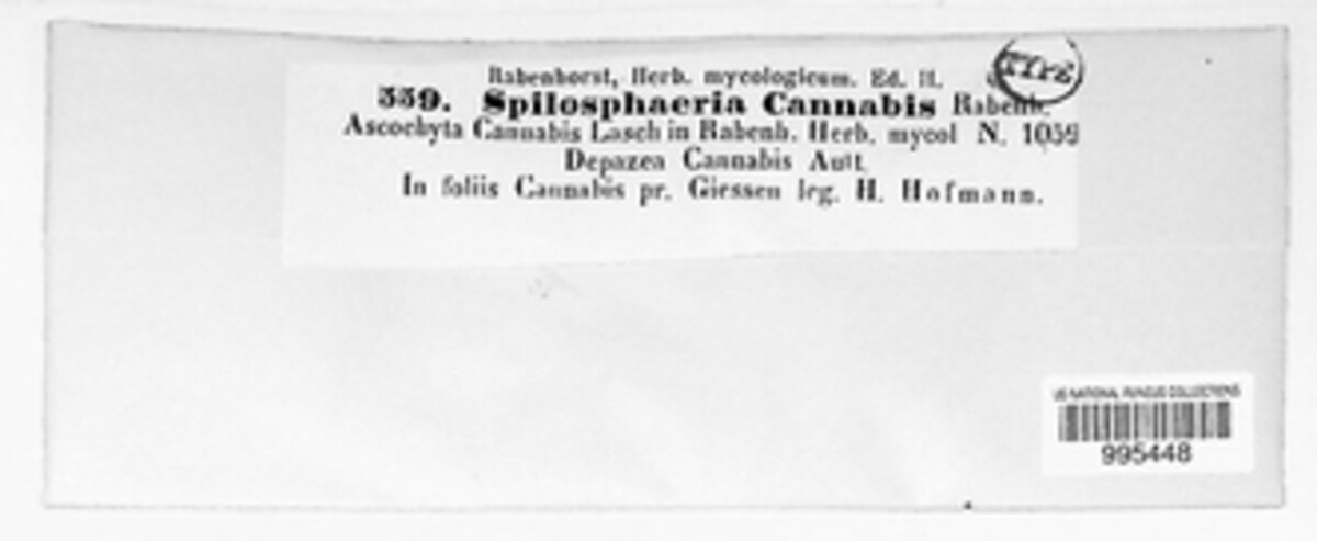 Septoria cannabis image